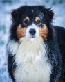 /album/pedigree/a10470164-10204877603681868-7276034672567363543-o-jpg/