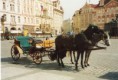 /album/fotogalerie-konicci-a-ponicci/chev010-jpg/