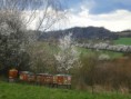 /album/fotogalerie-vcely/p1020441-jpg/